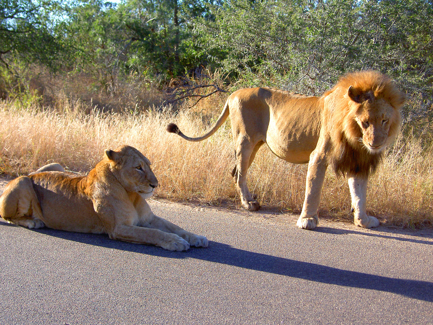 Kruger - Male and Female Lion in Road-1.jpg